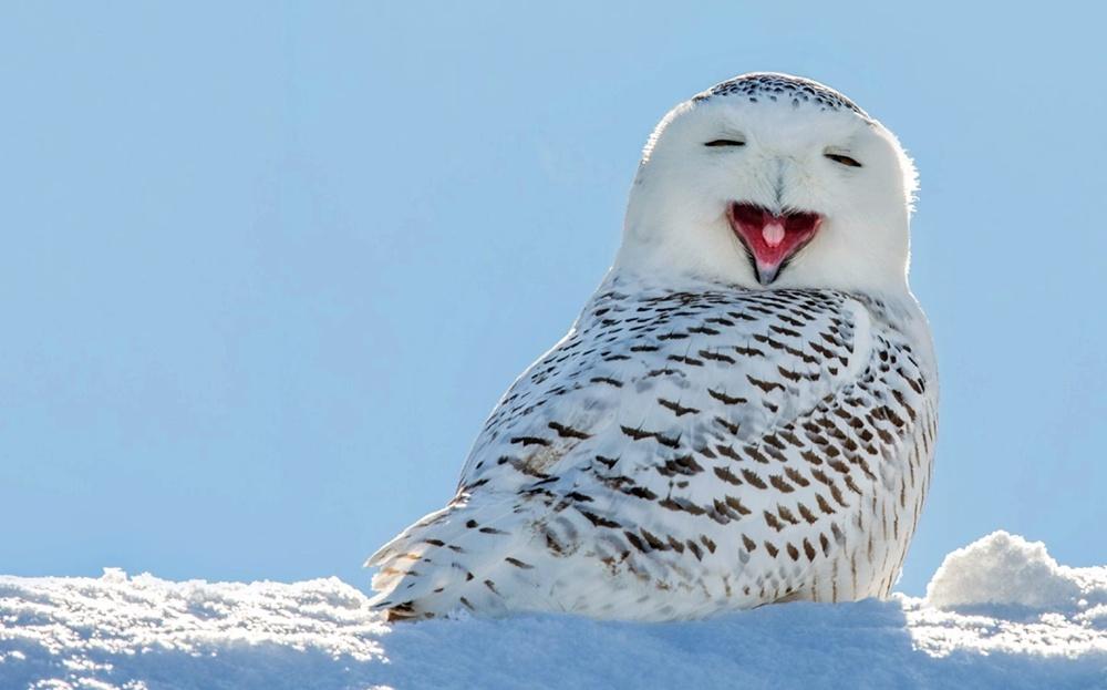 雪鴞過往也會飛到瑞典,自2015年起就再也沒有新一代幼鳥出現。(網上圖片)