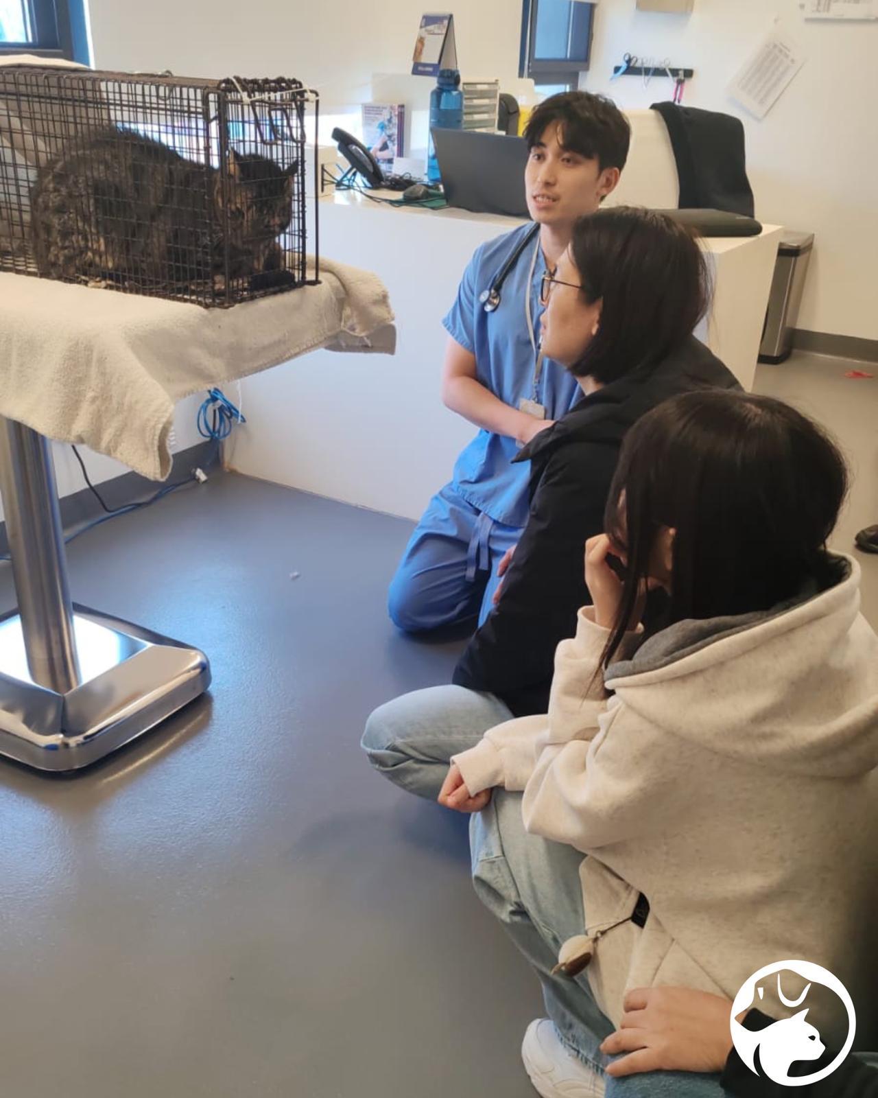 兩貓大埔宏福苑現場奇蹟獲救,分別於聖誕元旦走入捕貓籠。(SPCA (HK) 香港愛護動物協會)