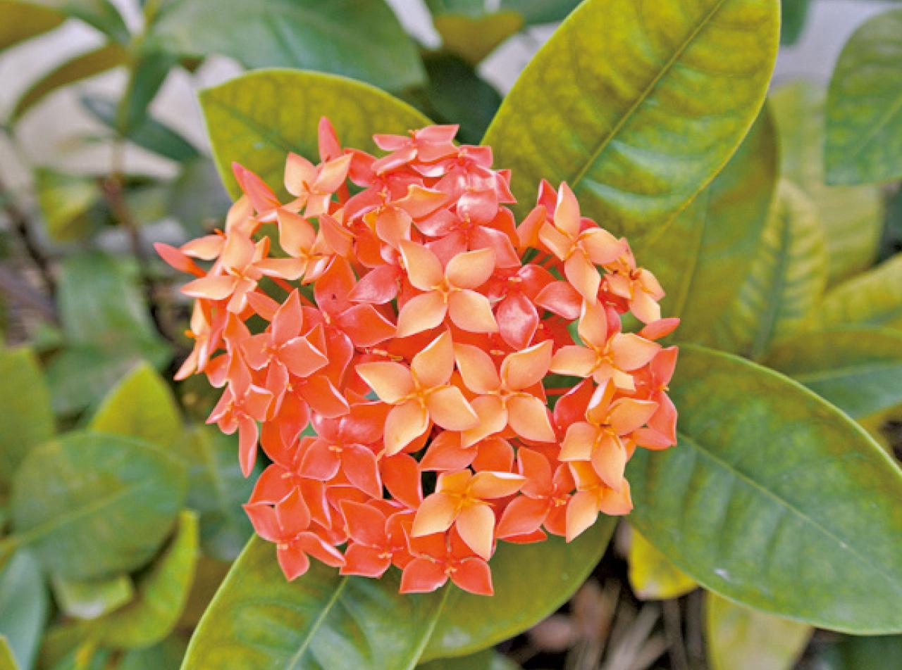 龍船花為香港增添不少色彩。