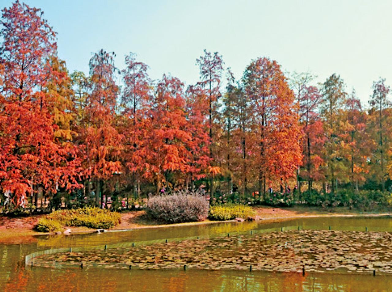 冬季,可在青衣公園欣賞紅楓倚湖的美景。