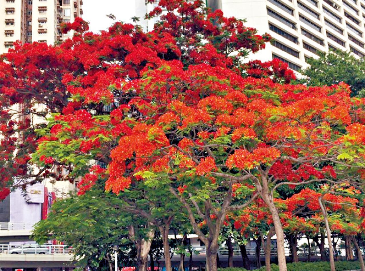 銅鑼灣維園的木棉樹開花吐艷 ,也很壯觀。