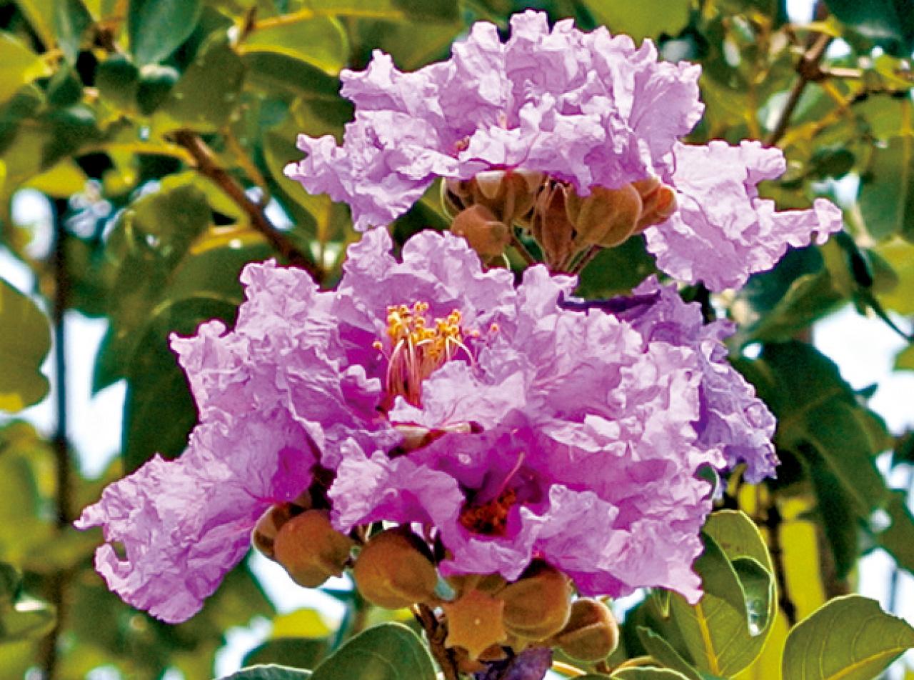 大花紫薇。