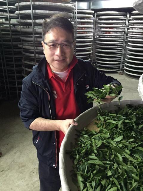 圖3:剛剛摘下的阿里山烏龍茶葉。