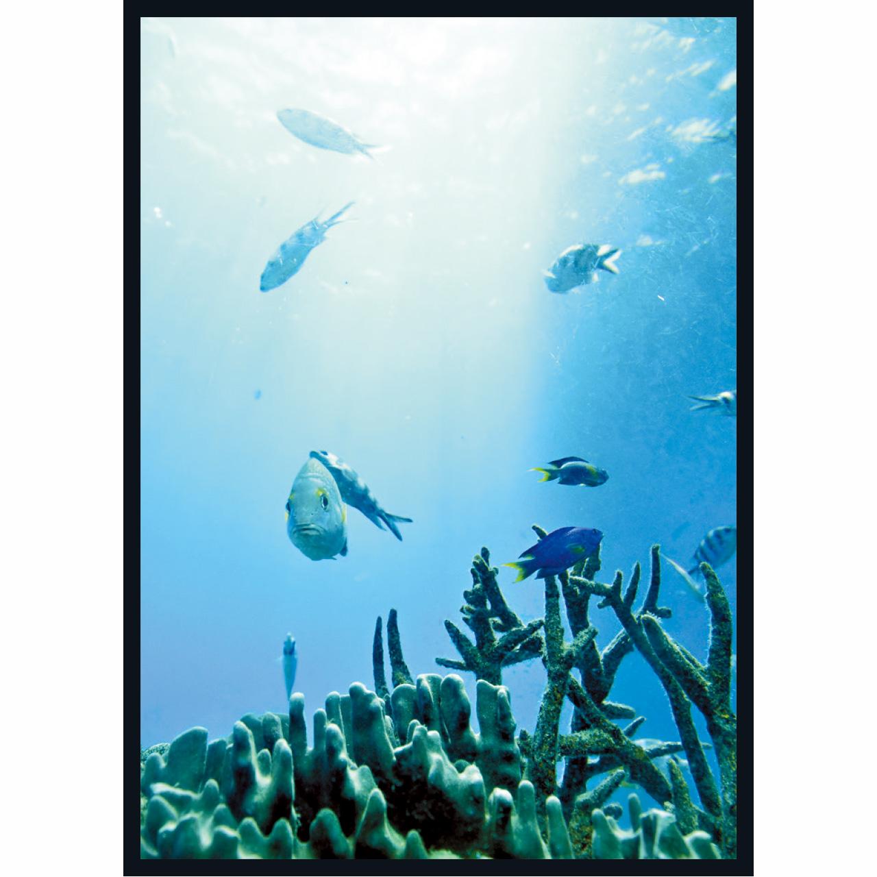 魚眼海洋公園內,美麗魚類及珊瑚讓你眼睛十分享受。