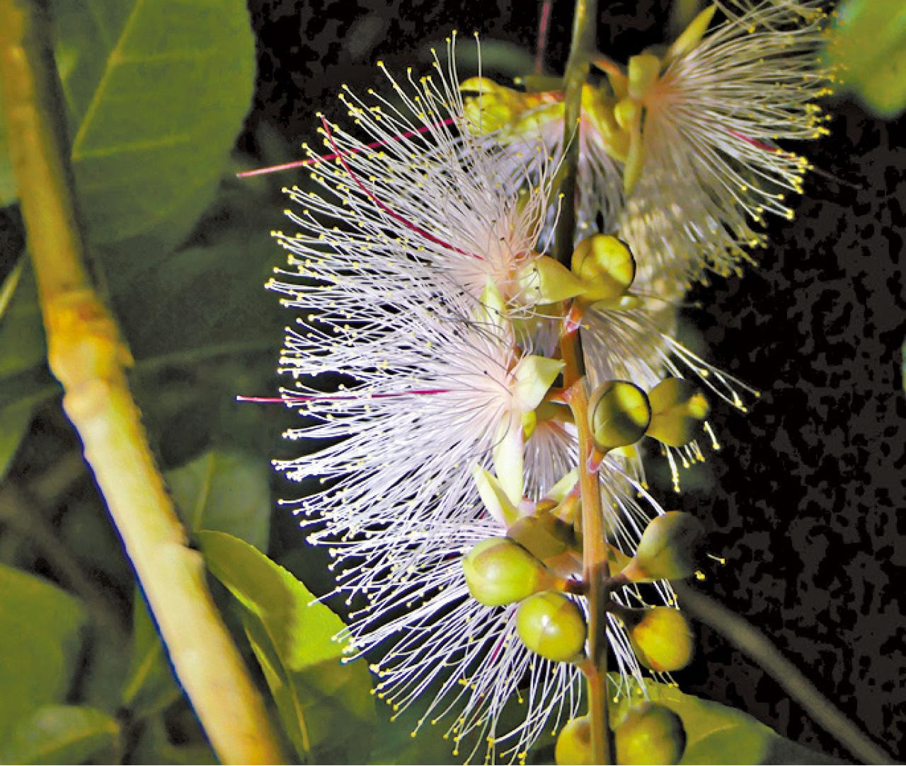 棋盤腳花只在夜間綻放。
