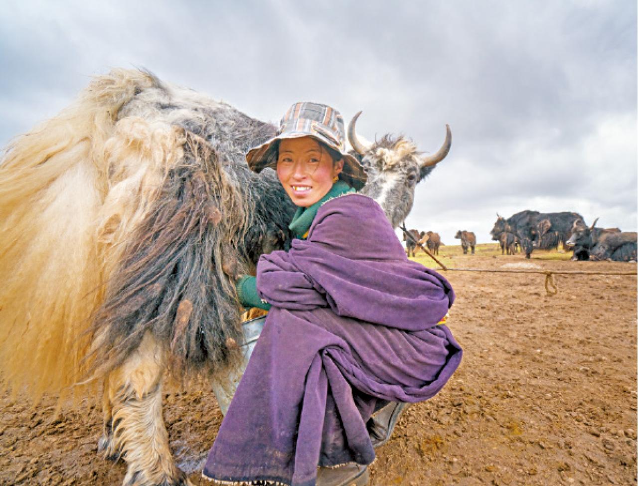 這廣袤的高寒大地,交通、資訊閉塞,物質匱乏,生存環境惡劣,但質樸、善良、熱情、堅毅的藏族牧民日復日與惡劣的自然環境搏鬥,堅毅刻苦的生存、繁衍。