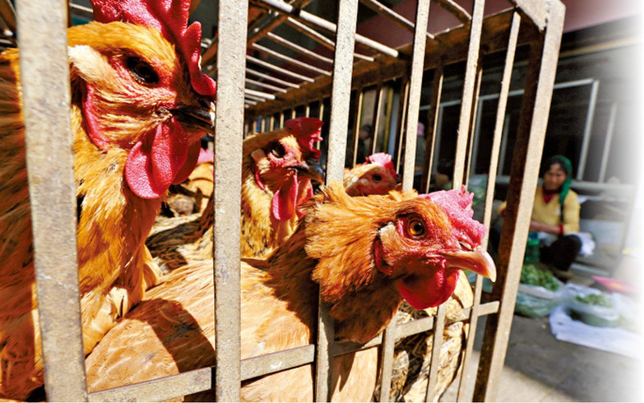 據報大陸三分一H7N9患者無接觸禽鳥。(資料圖片)