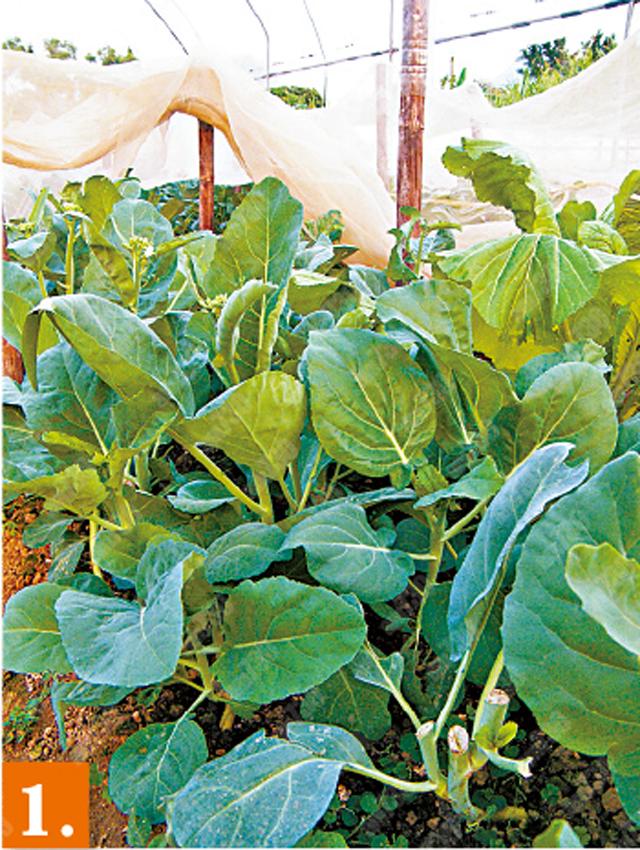 1. 冬天當造的芥蘭,葉嫩莖脆。($30/斤)