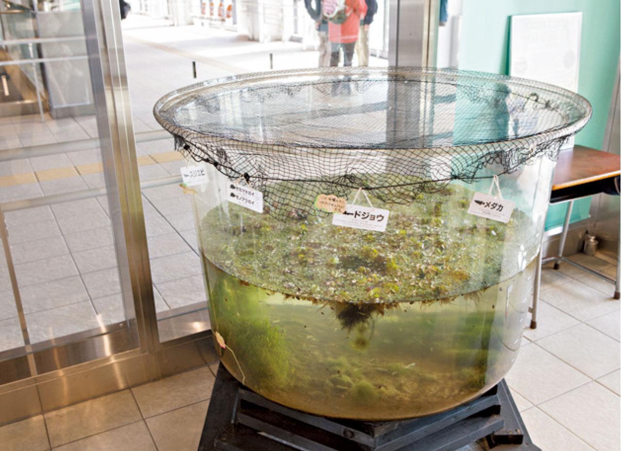 海嘯後的保育工作,包括將部分生物用人工培植,希望將來放回原本的位置,不過,工作人員擔心,因土地生態受到海嘯影響,生長元素已不同,舊有品種未必能在新環境正常生活。