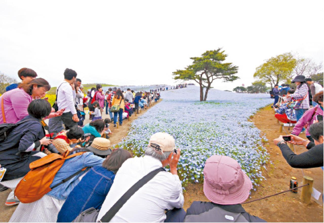 來自全日本的攝影迷聚首一堂,就為這片「藍」!