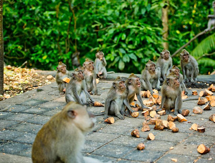 巴厘島猴林