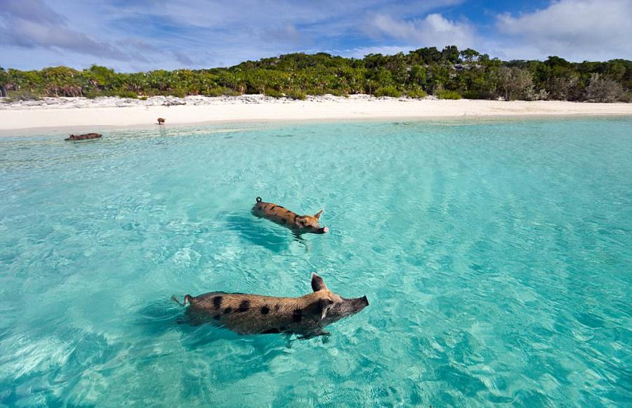 埃克蘇馬群島豬島