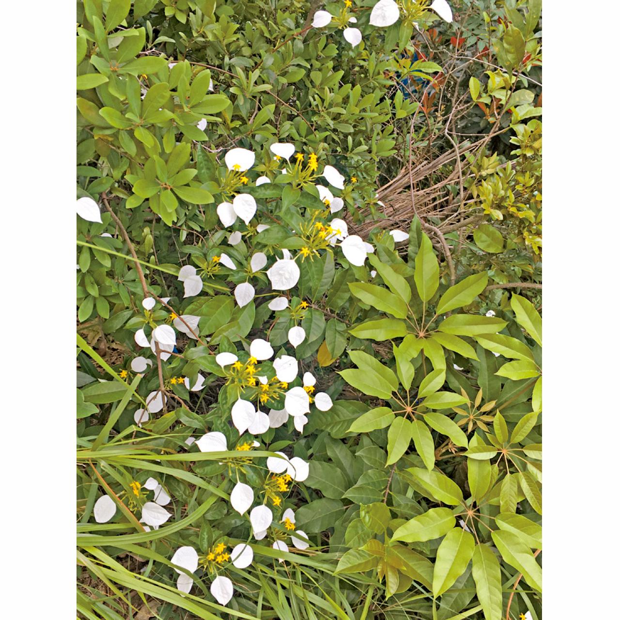 全白色的葉很是漂亮。