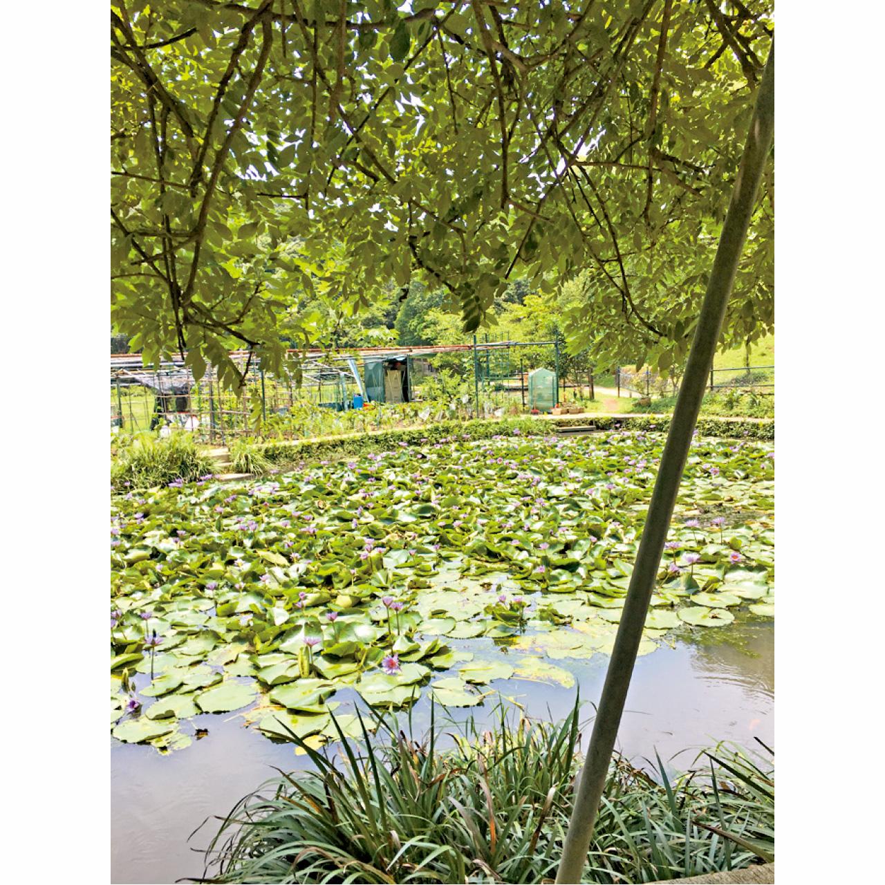 凝視滿池的紫色荷花。