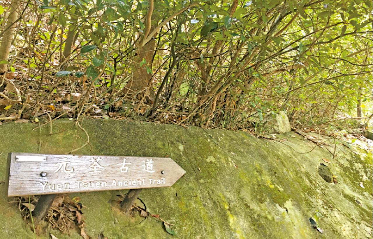 引水道後,跟著指示牌踏上古道範圍。