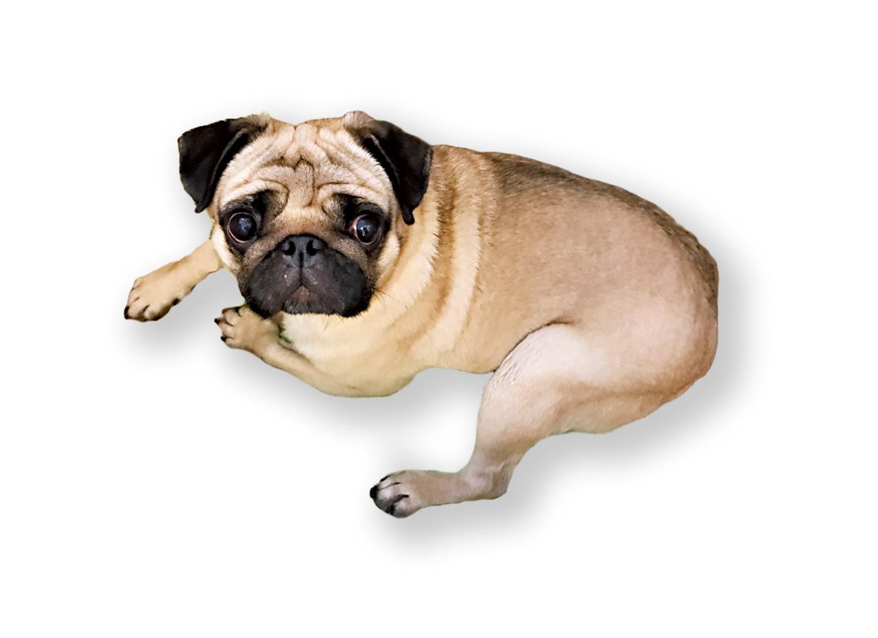 友人家中的小主人Puzzle跟著廚師出入廚房,狀甚為食!