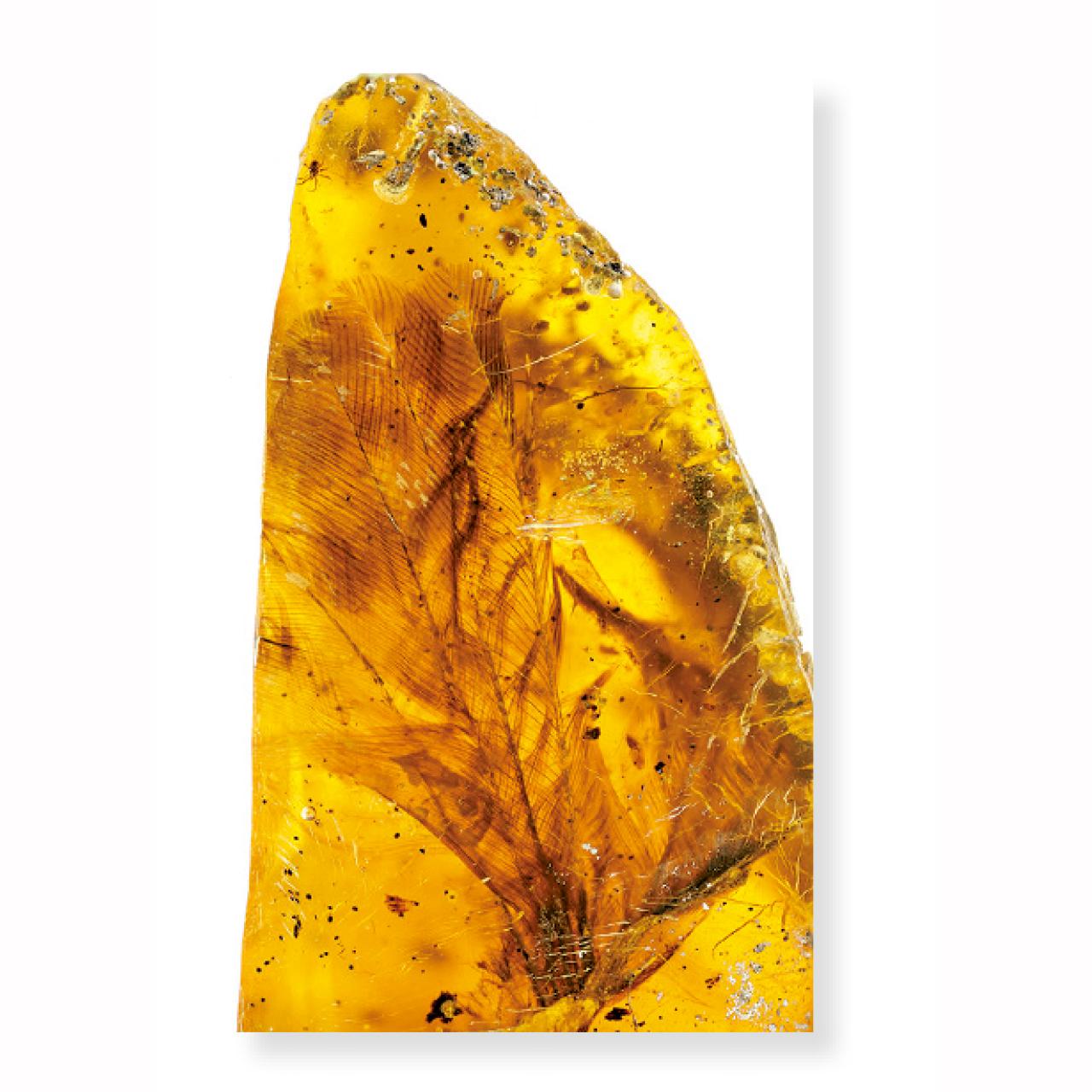 翅膀的羽毛保存完整。(互聯網)