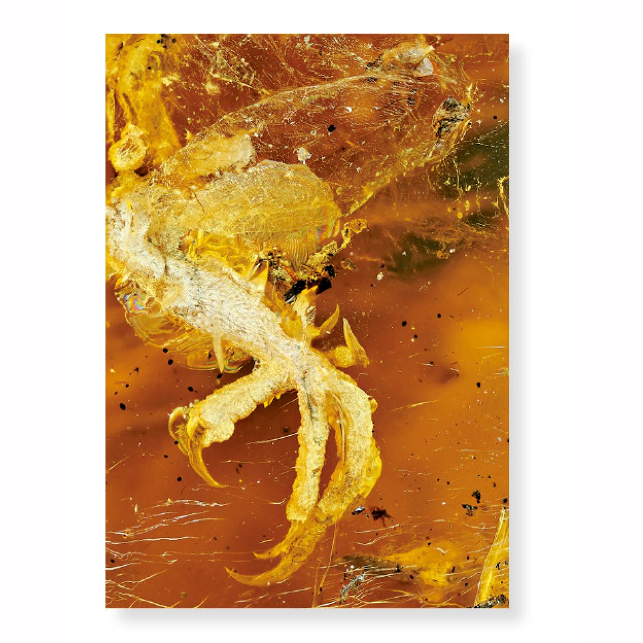 鳥足的鱗片清晰可見。(互聯網)