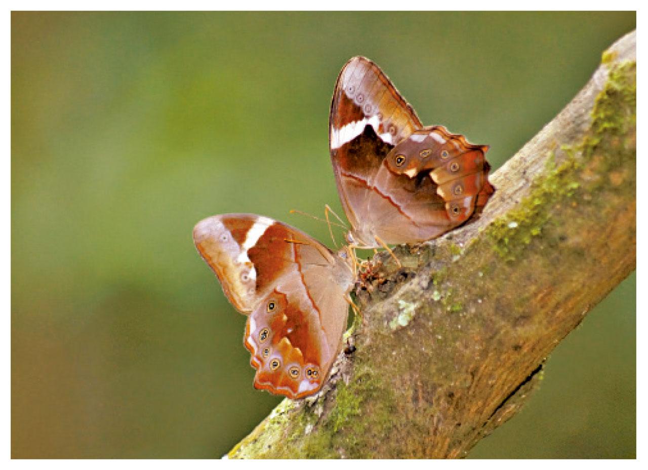 曲紋黛眼蝶。(綠色力量)