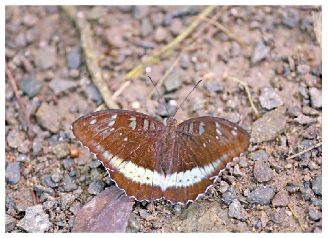 綠裙邊翠蛺蝶。(綠色力量)