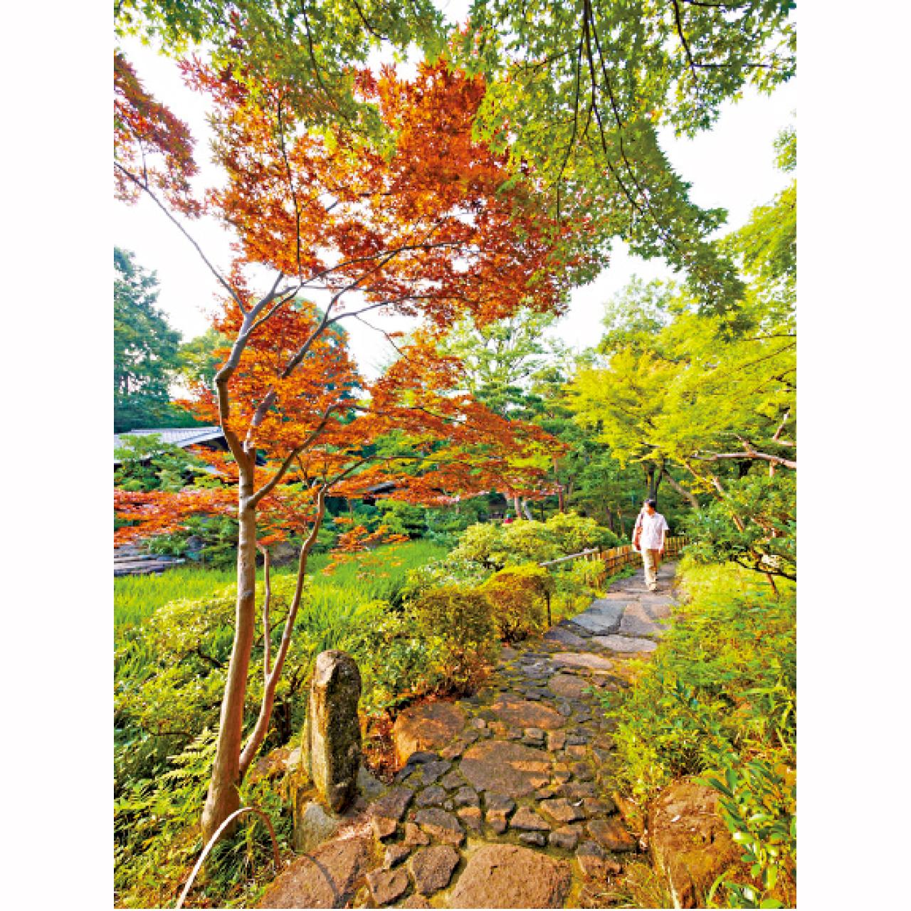 每到秋天便滿園層林盡染,紅葉滿山景致更美。