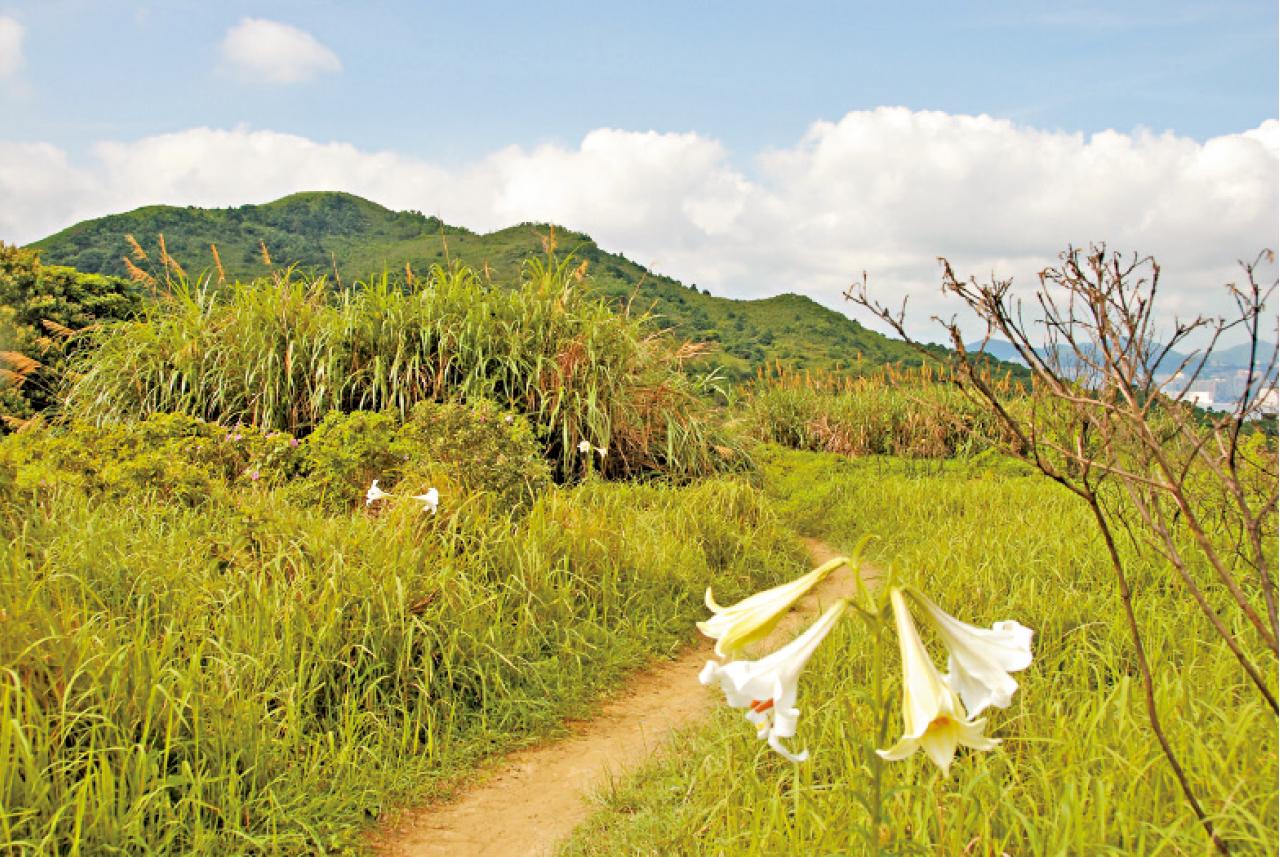 6月野百谷花開滿途。
