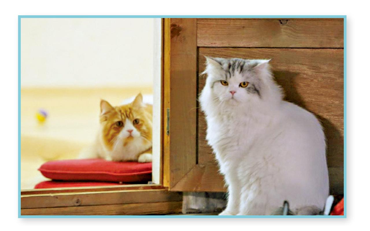 尹鈞相每次拍攝都帶同兩隻寵物貓一起,為節目帶來有趣的化學作用。