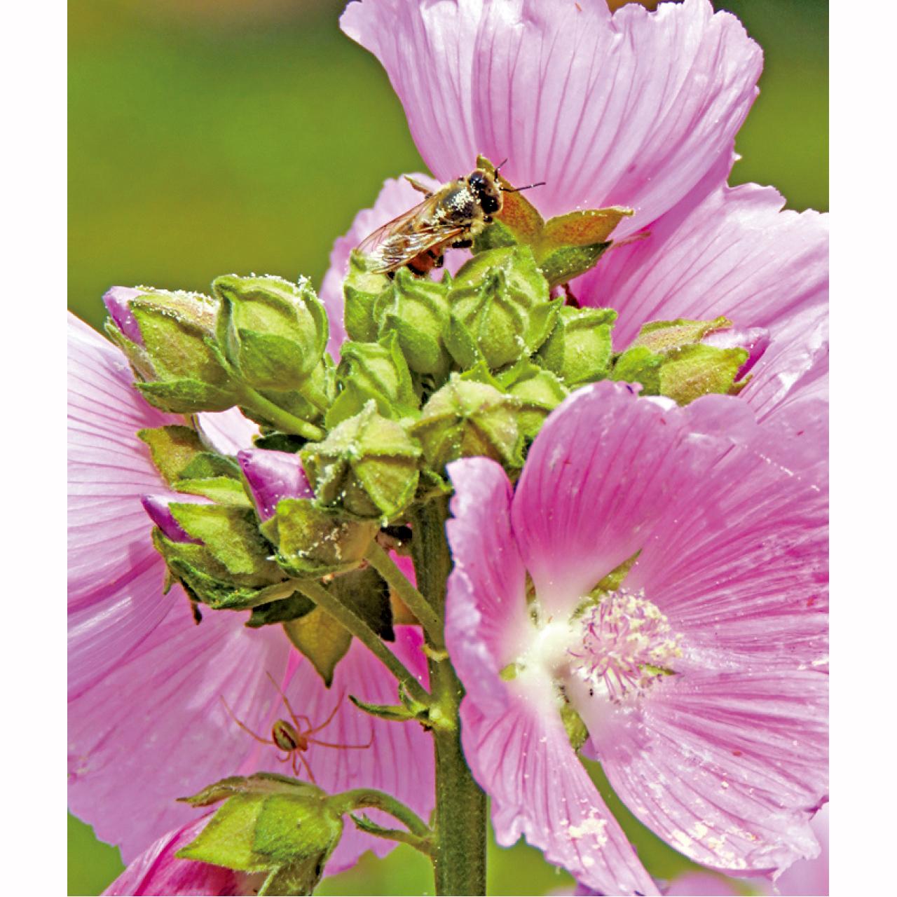 陽光下,花朵和昆蟲和諧靜處。