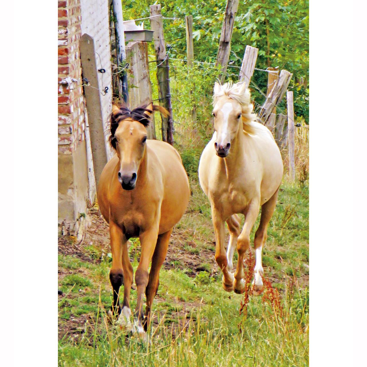 科倫谷農家飼養的駿馬。