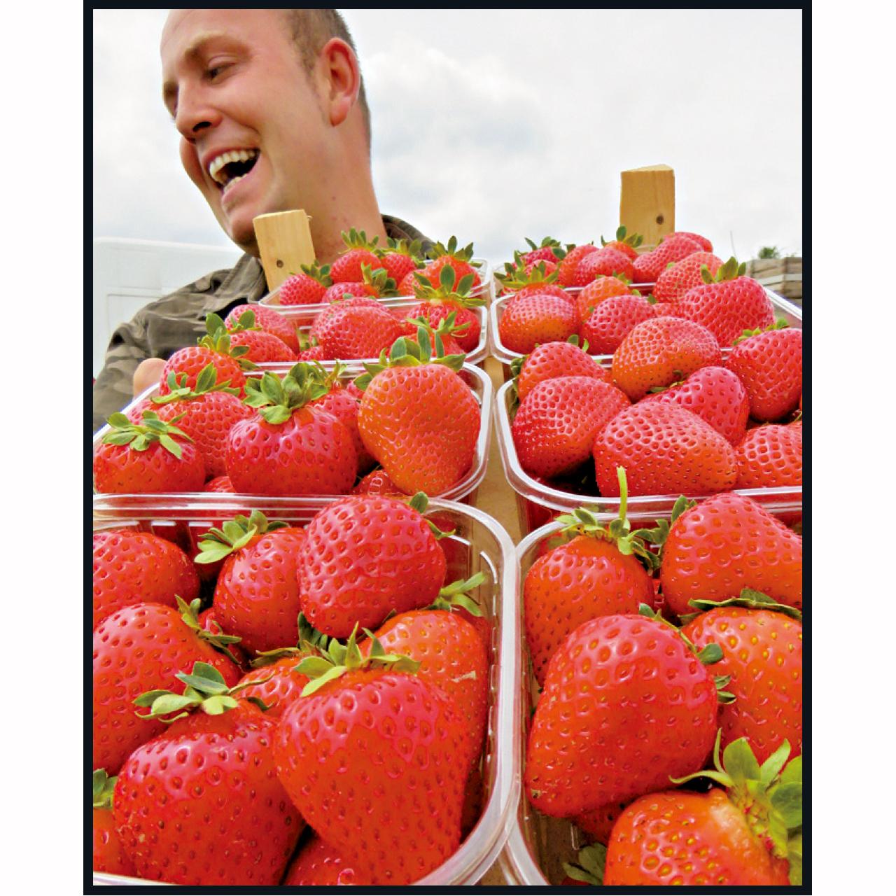 哈斯朋戈的鮮甜草莓。