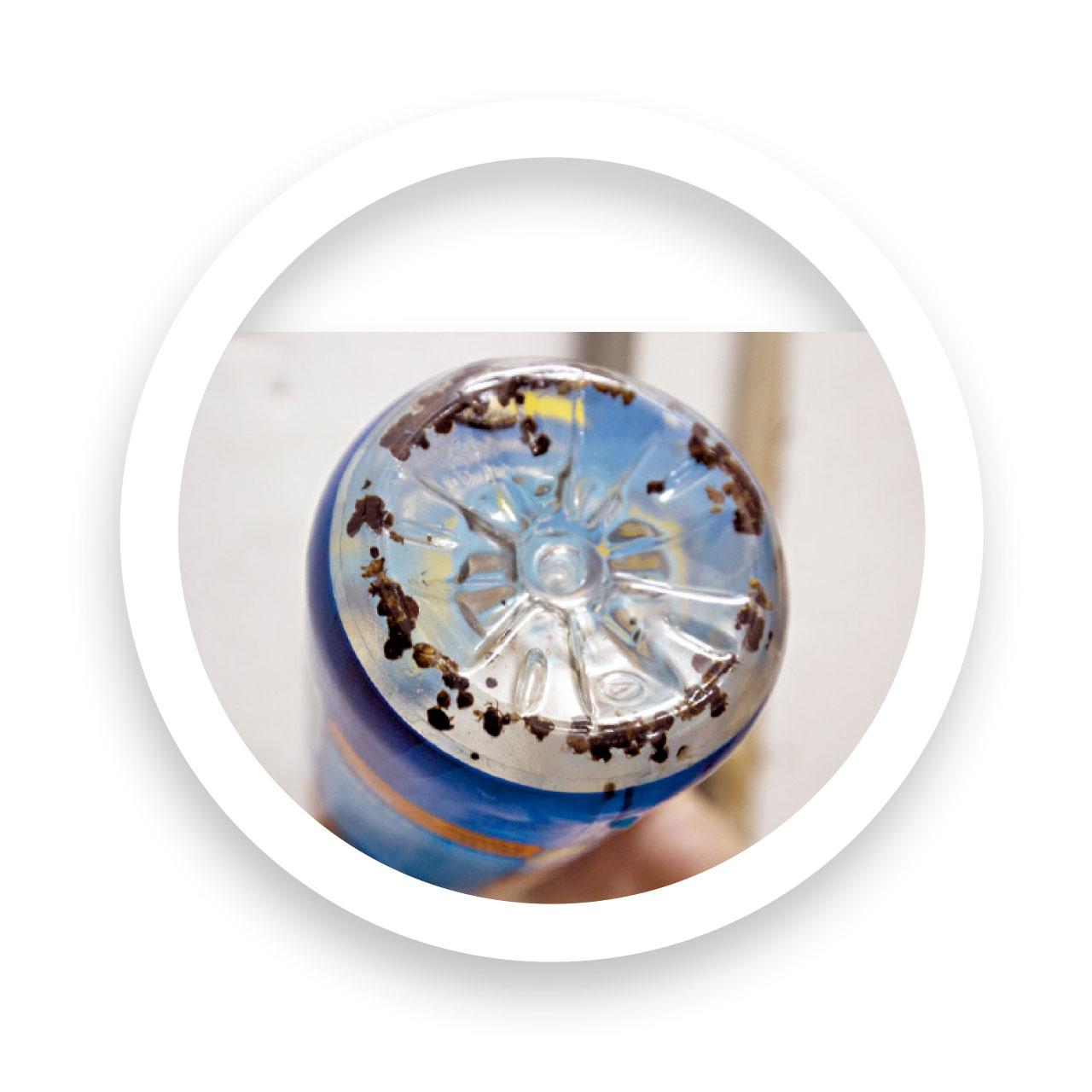 堅哥在過去數周捕獲不少木蝨。