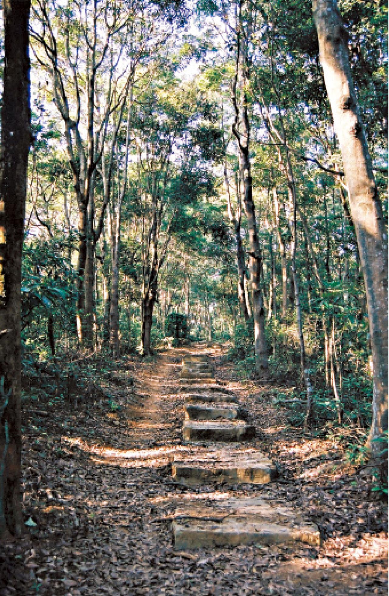 樹蔭下的梯級。