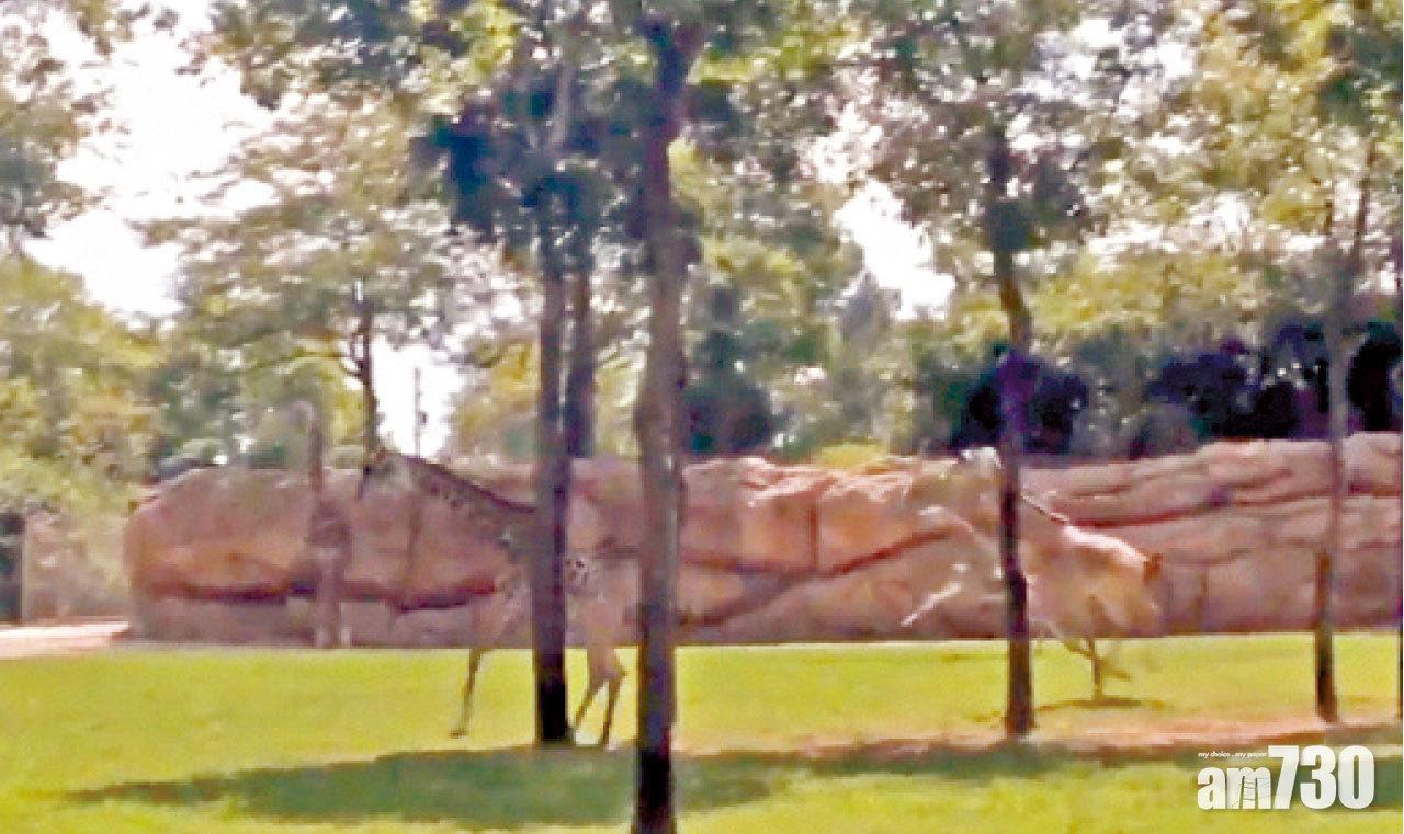 長頸鹿狂奔繞圈。