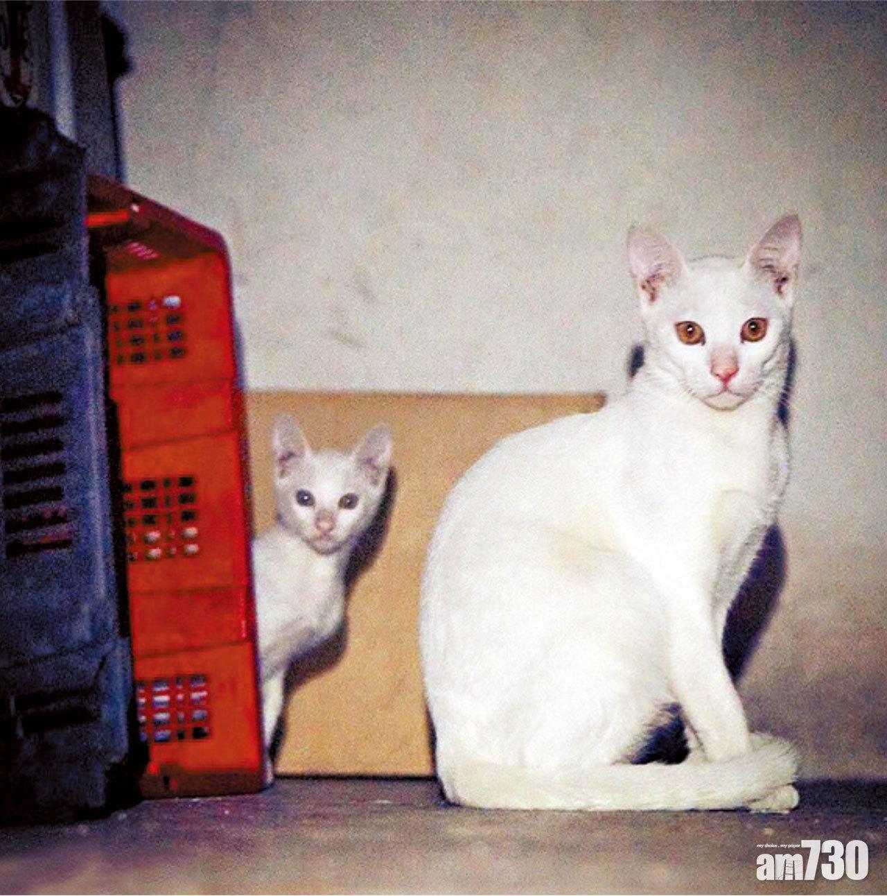 有其母必有其子。