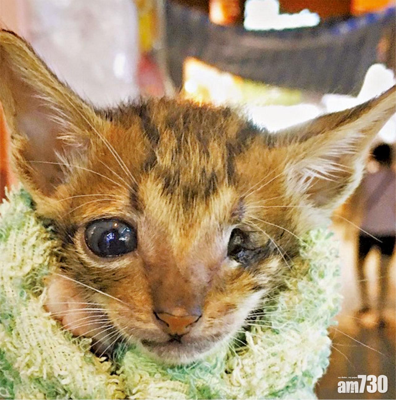 可憐的小貓咪雖然失去左眼,幸好有愛心人士領養,好好照顧牠。