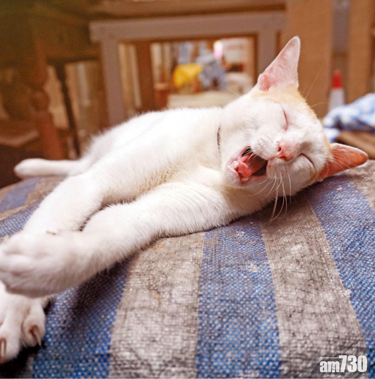 「好眼瞓,唔好阻住我。」