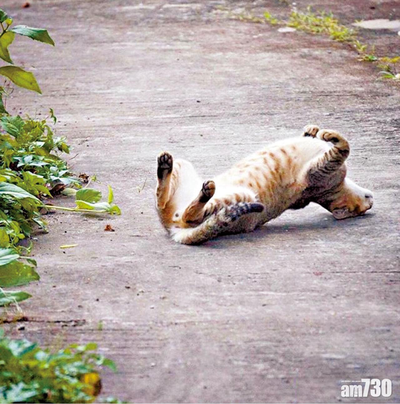 「有冇人幫我抓抓癢啊?」