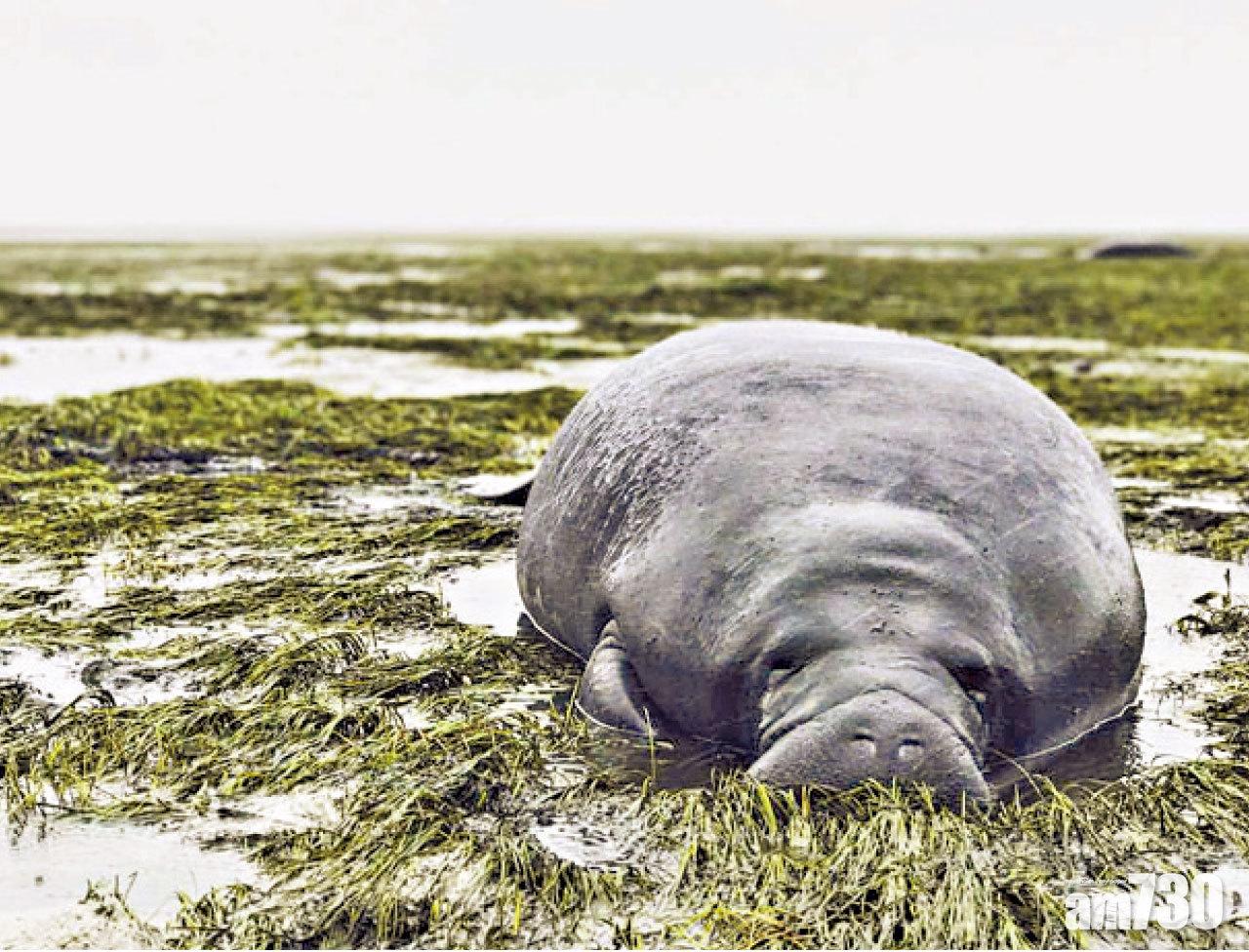 佛州海灘遭強風抽走海水,有海牛擱淺。