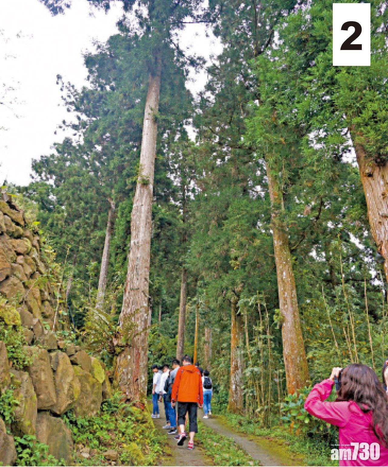 2 杉林中帶著一陣人參味,聽說多吸有益,所以人人乖乖早起來晨運。