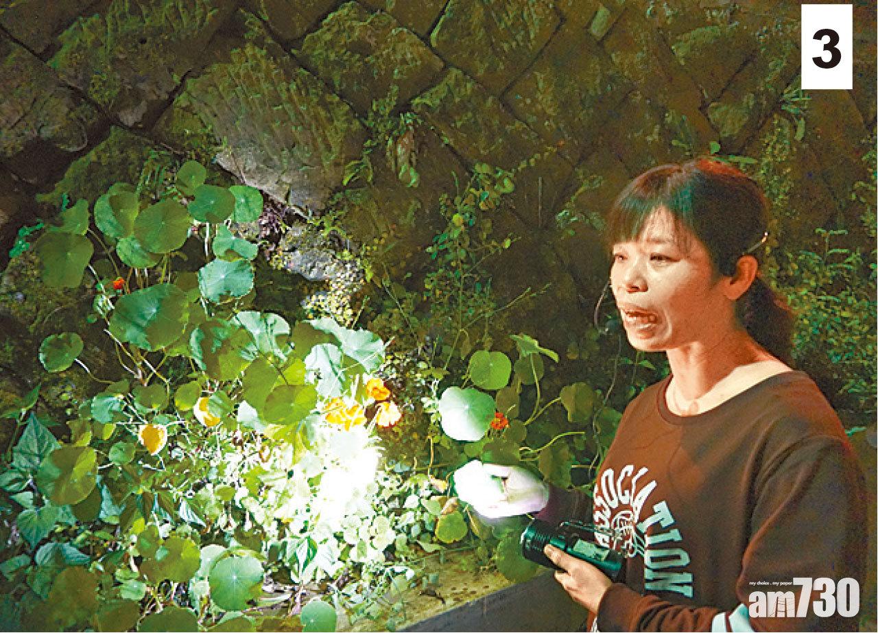 3 夜裡行山路原來也可以很有趣……可以邊走邊吃口味奇特的花草,以及有可愛幽默的職員帶路。