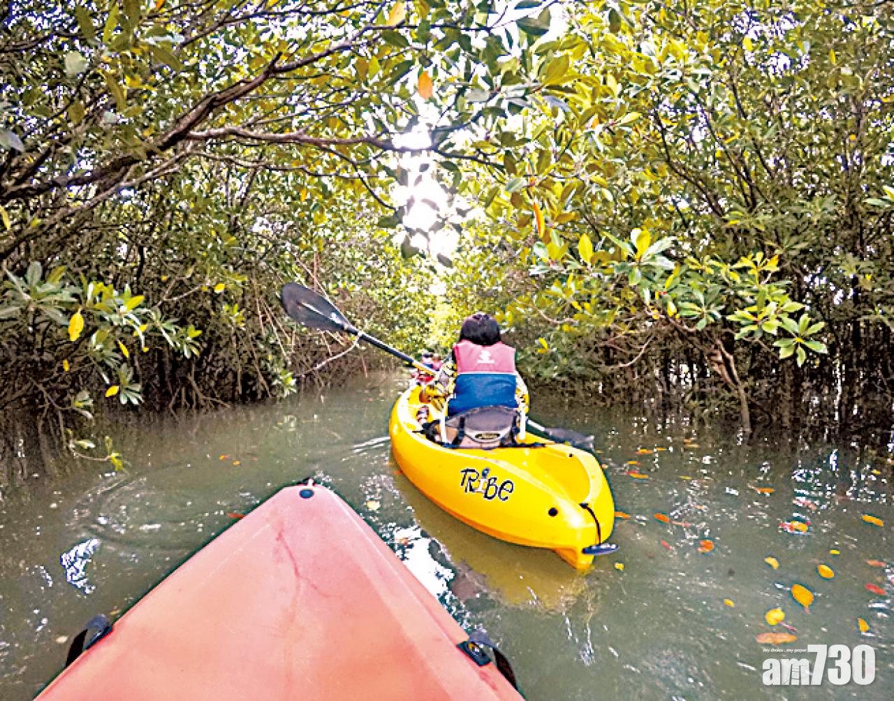 乘獨木舟划進紅樹叢中,像亞馬遜叢林探險一樣。