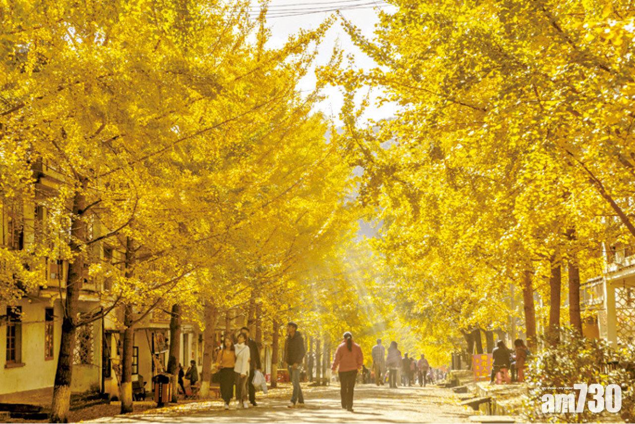 帽子峰森林公園最重要拍照點黃金大道,兩旁是當地民居。