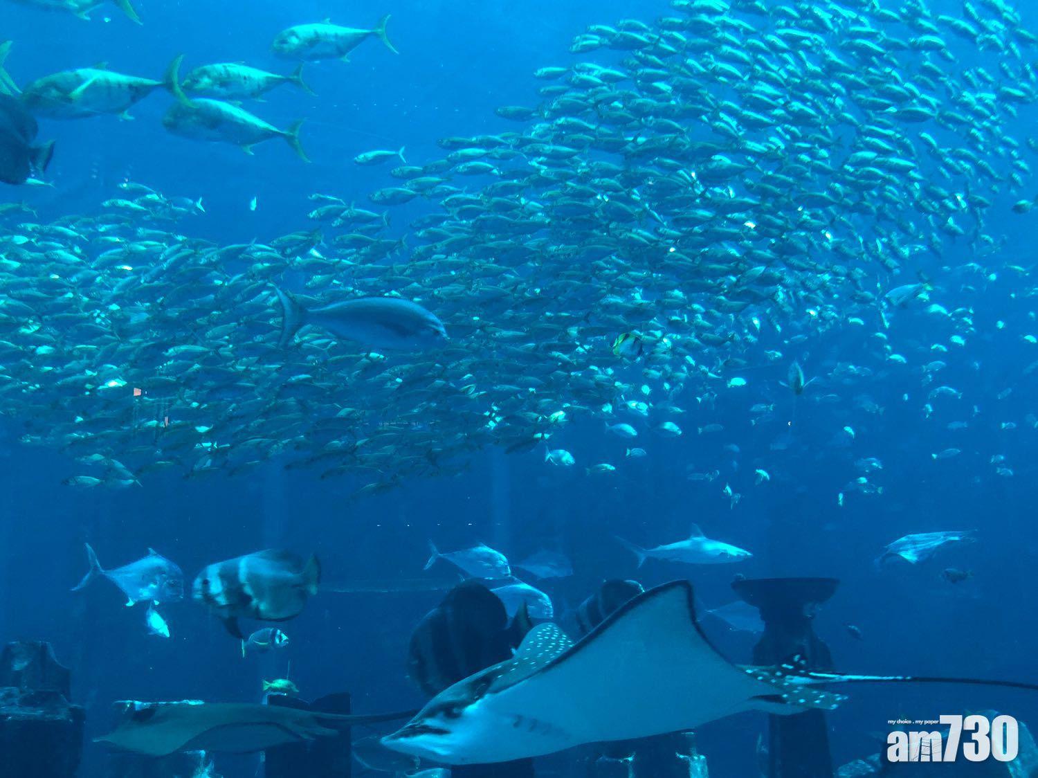 (照片由作者提供)