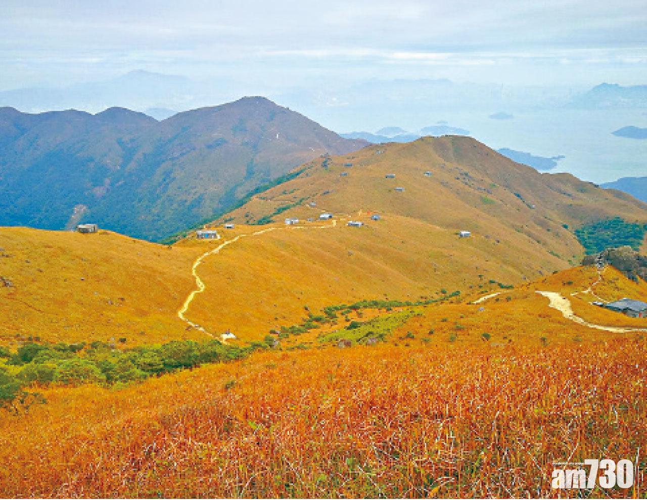 大東山一片芒草展現大自然的生態美,吸引不少市民拍照留念。