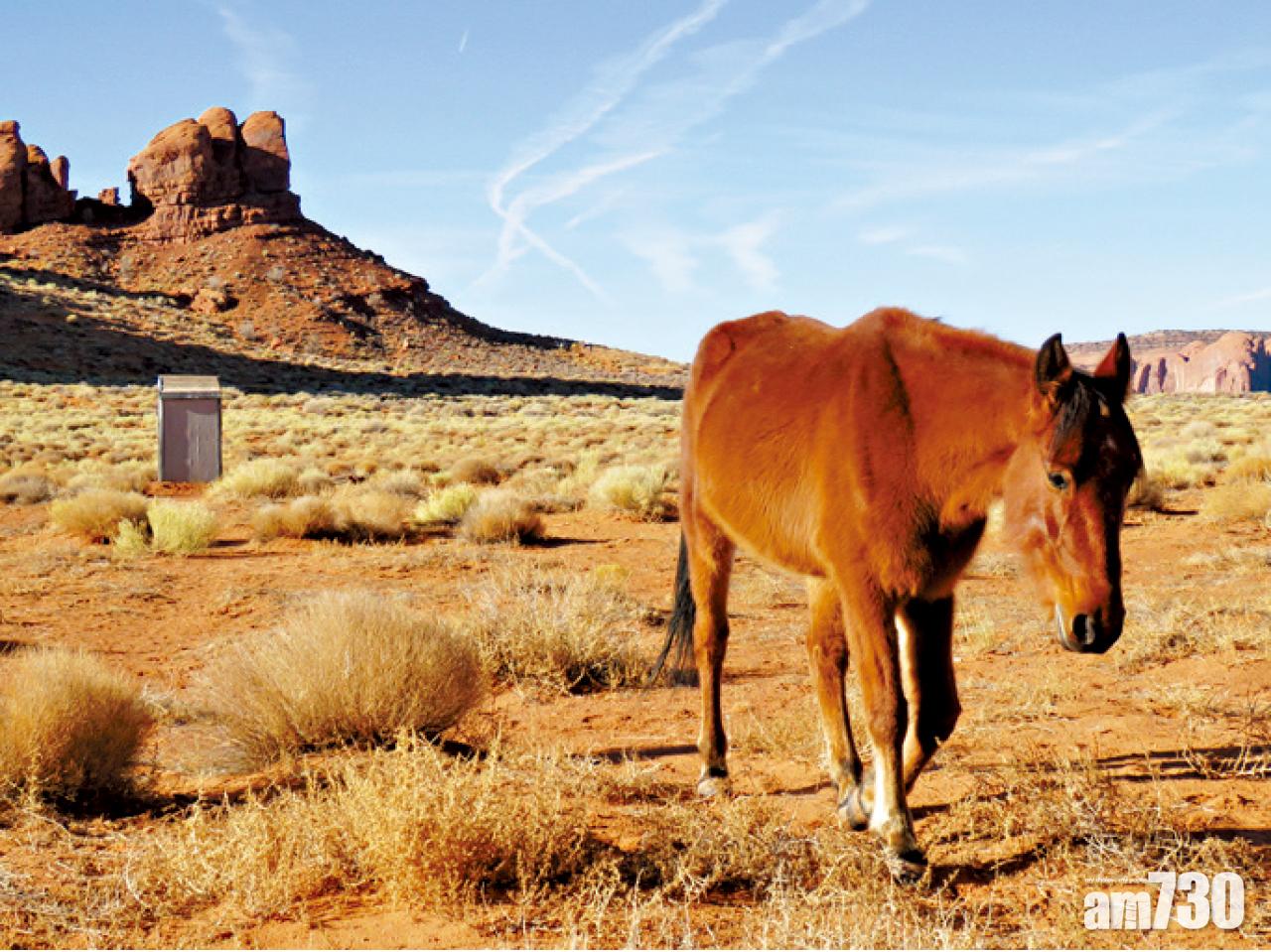 沙漠上的毛驢。