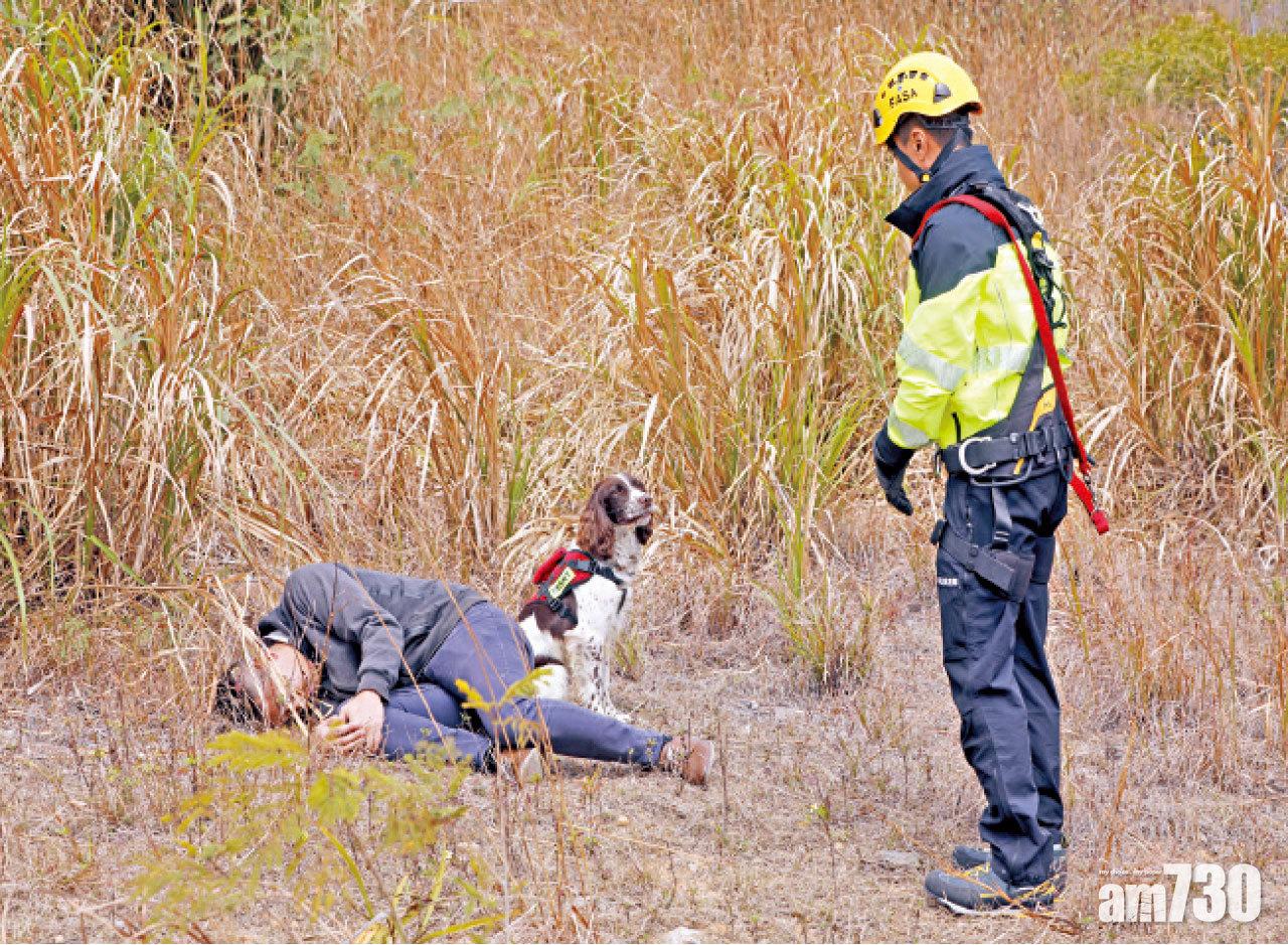 Jack尋獲事主會坐在旁邊,靜待領犬員指示。
