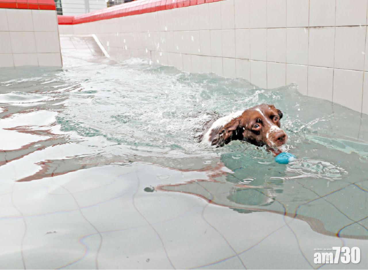 Judy在夏季愛游泳,訓練關節及體能。