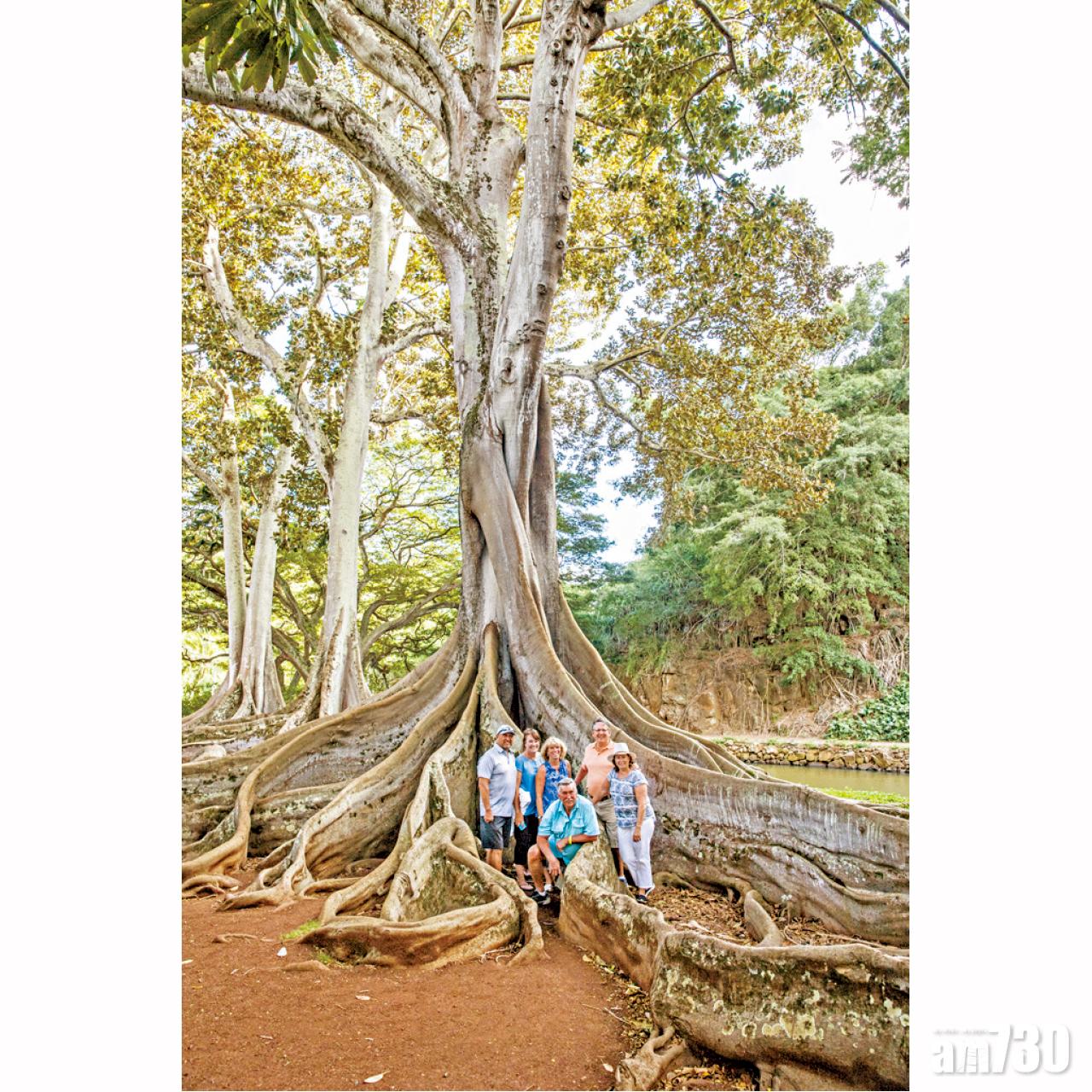 阿勒頓花園曾經被國家地理旅遊頻道選為「一生人必去的50個地方之一」,園內的巨型樹根畫面,吸引了侏羅紀公園在這裡取景。