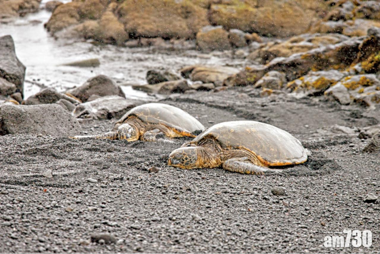 在夏威夷大島的南面普納魯黑沙海灘(Punalu’u Black Sand beach),會看到瀕臨絕種大海龜honu(夏威夷綠海龜),在這個黑沙灘上岸及生蛋。
