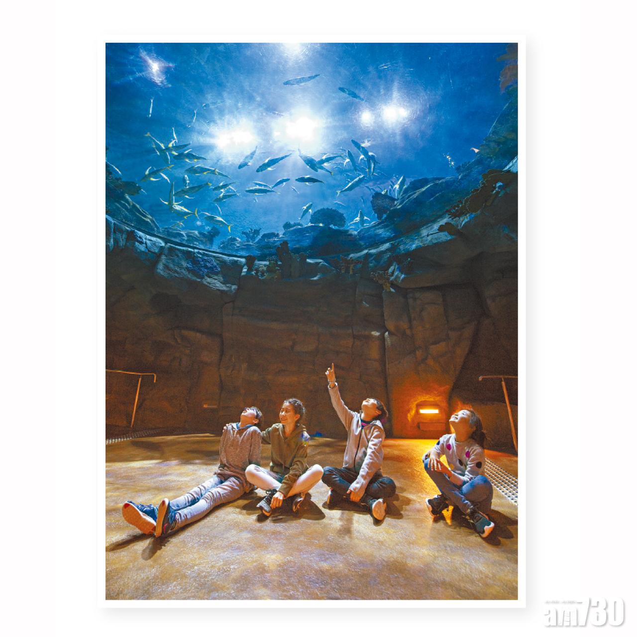 「包場」在海洋館仔細觀賞海洋生物是珍貴體驗。